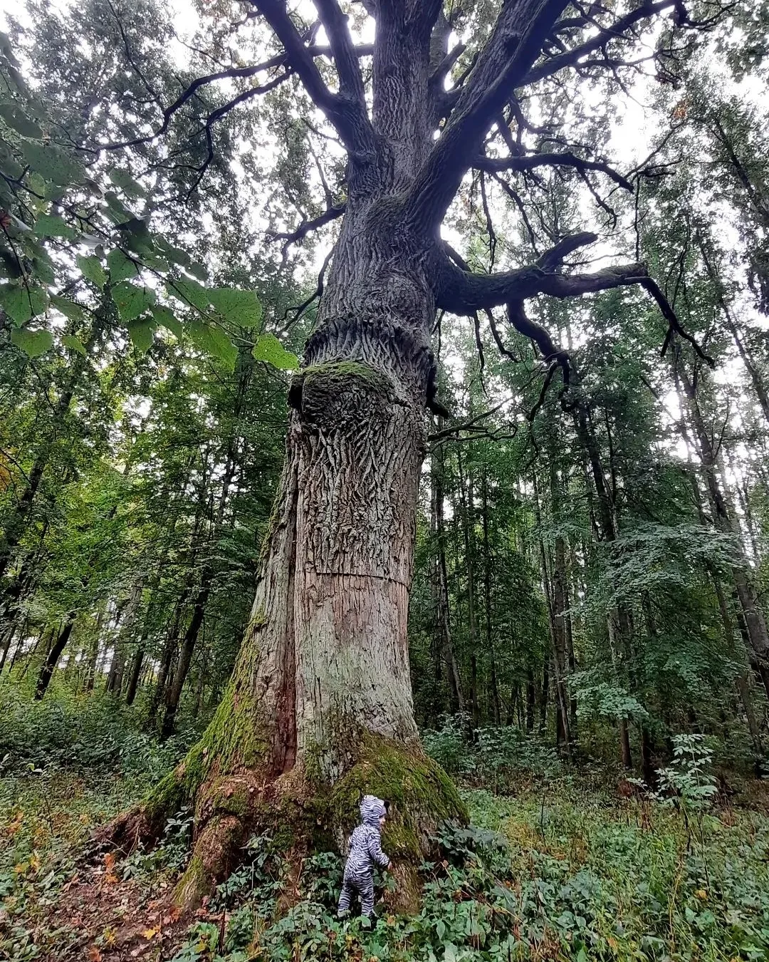 Вековой дуб в парке Альба