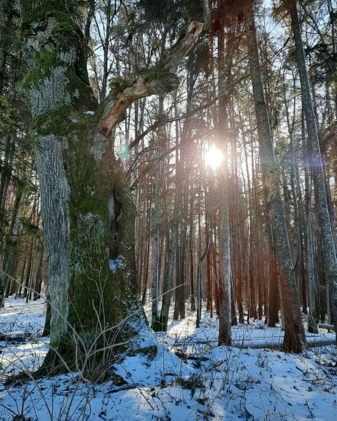 Дуб зимой с солнцем