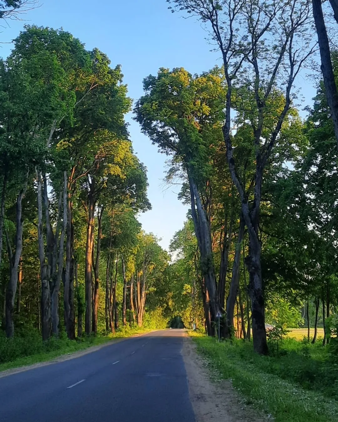 Лебеди на канале парка Альба