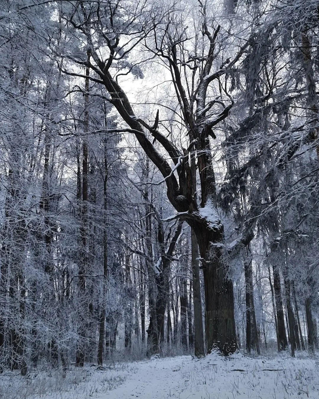 Дуб в инее зимой